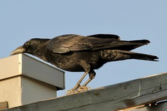 Corvus corone