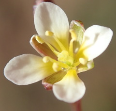 Heliophila pendula