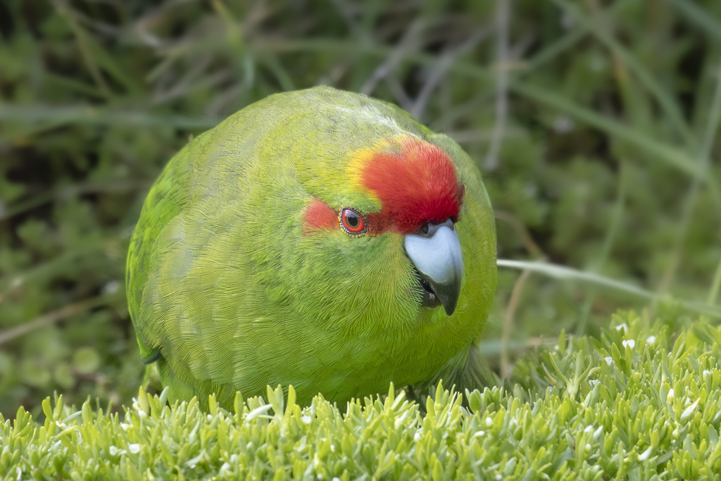 Yellow-crowned Parakeet