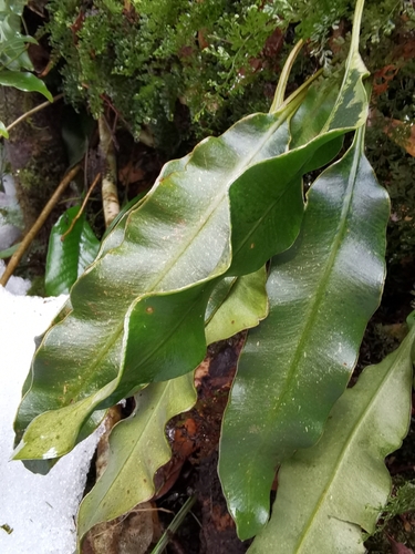 Elaphoglossum tosaense iNat (2)