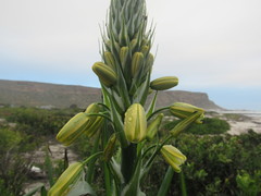 Albuca grandis