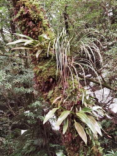 Elaphoglossum tosaense iNat (1)