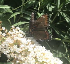 Limenitis arthemis astyanax