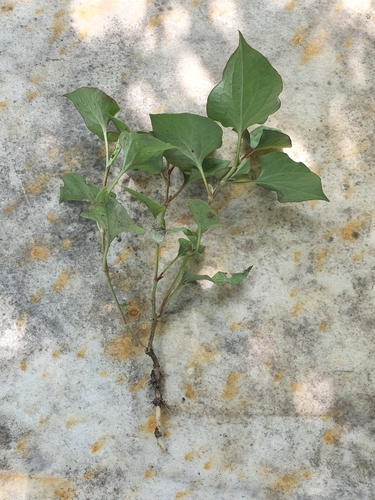 Houttuynia cordata