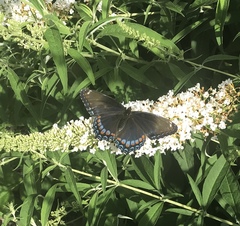 Limenitis arthemis astyanax