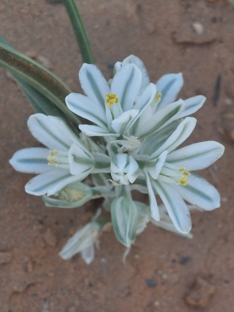 Albuca amoena, Errachidia, MA-MT, MA
