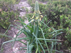 Albuca grandis