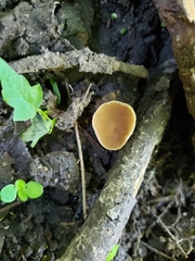 Peziza domiciliana