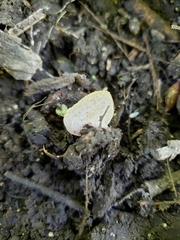 Peziza domiciliana