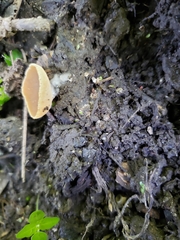 Peziza domiciliana
