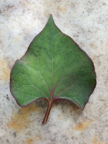 Houttuynia cordata