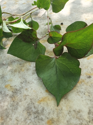 Houttuynia cordata