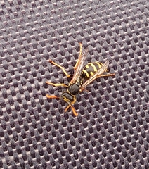 Polistes dominula