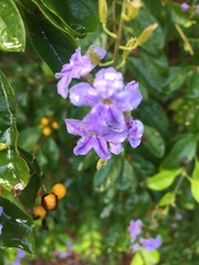 Duranta erecta
