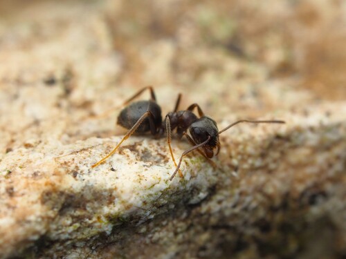 Lasius grandis
