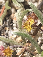 Ivesia muirii