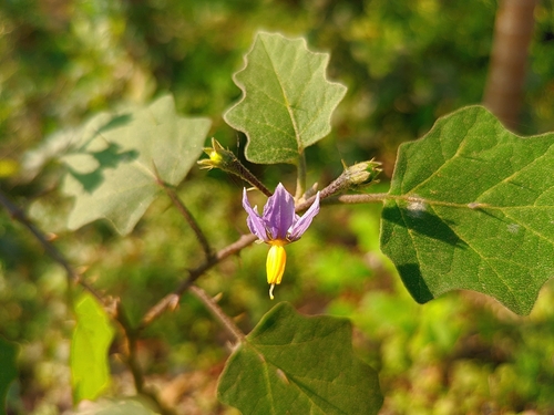 Image of Solanum violaceum by (c) HM Emon, some rights reserved (CC BY)