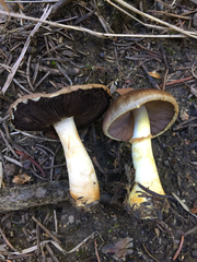 Agaricus semotus
