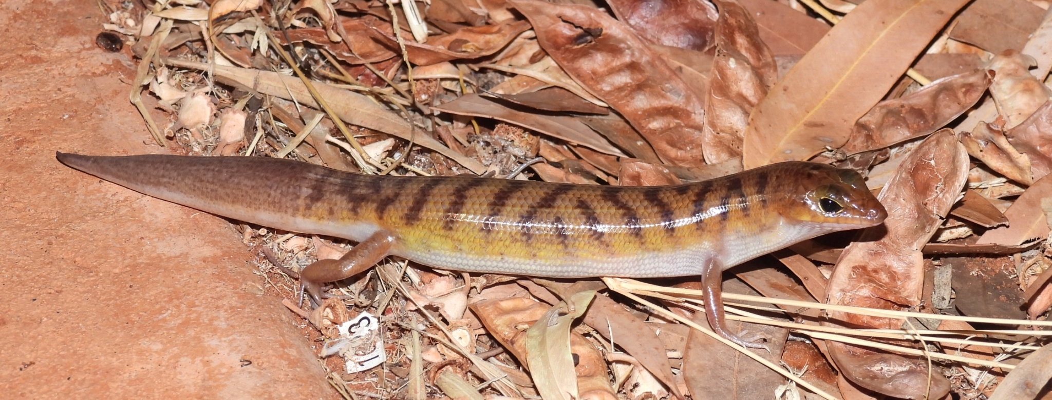 Northern Narrow-Banded Skink photo 3