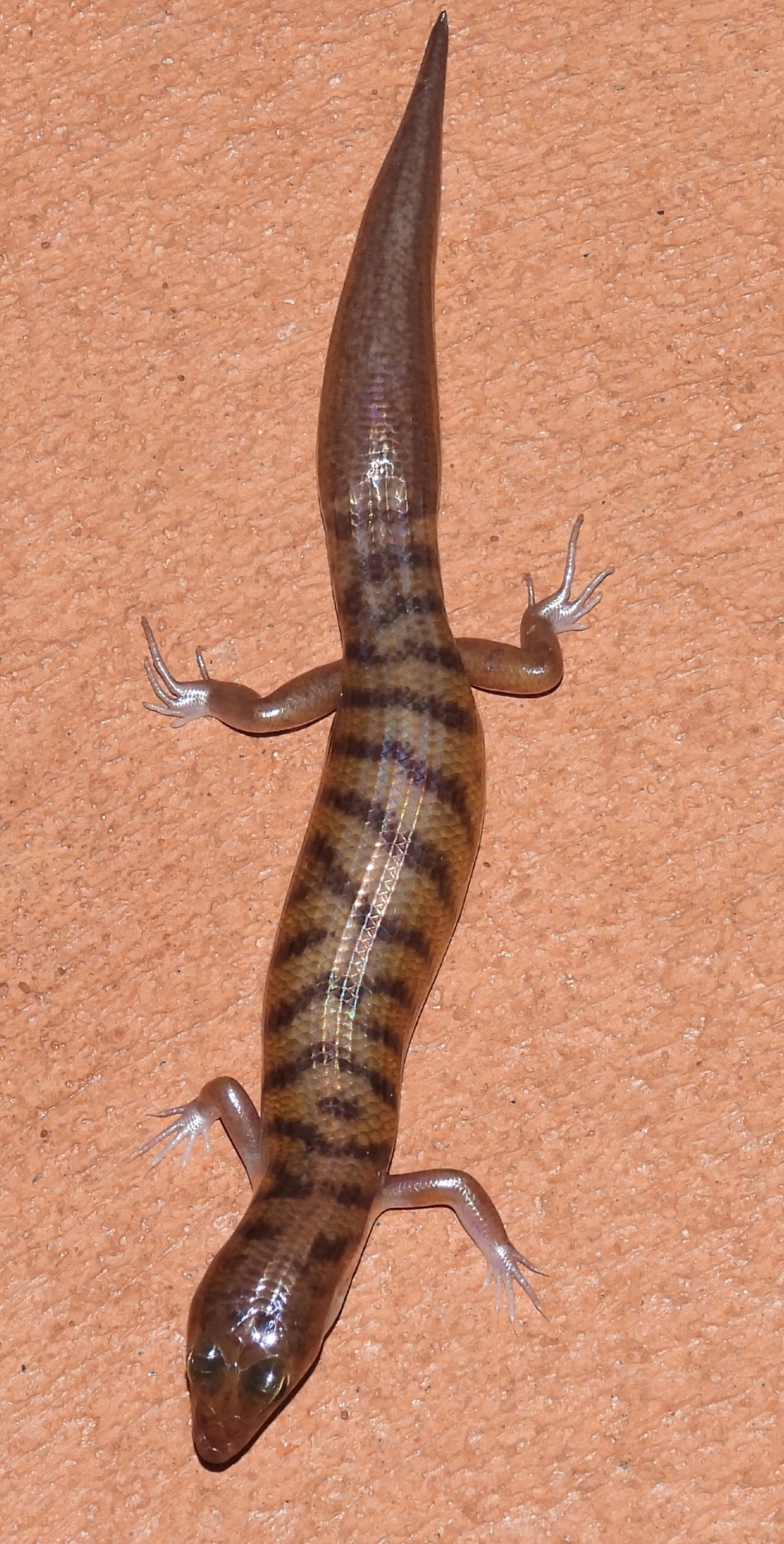 Northern Narrow-Banded Skink photo 4