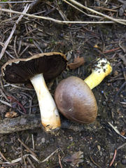 Agaricus semotus