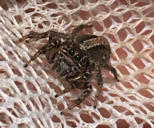 Leptofreya ambigua