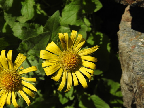 Image of Doronicum grandiflorum by (c) Yves Bas, some rights reserved (CC BY)