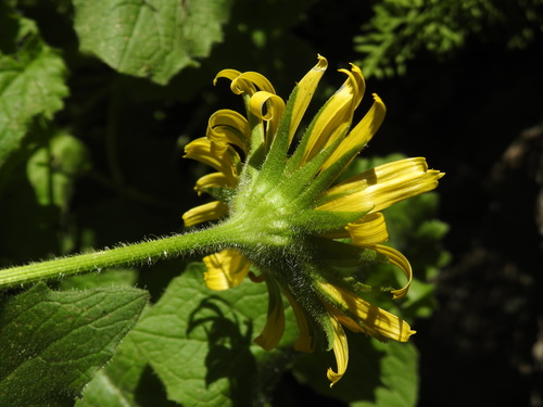 Image of Doronicum grandiflorum by (c) Yves Bas, some rights reserved (CC BY)