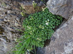 Saxifraga geranioides, photograph (c) Yves Bas, some rights reserved (CC BY)