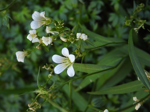 Saxifraga geranioides, photograph 3