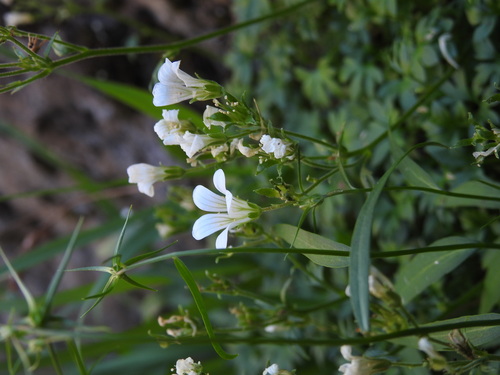 Saxifraga geranioides, photograph 4