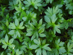 (c) Yves Bas, some rights reserved (CC BY) Saxifraga geranioides, photograph (c) Yves Bas, some rights reserved (CC BY)