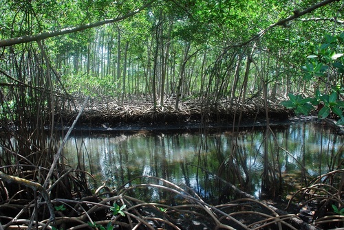 Rhizophora mangle