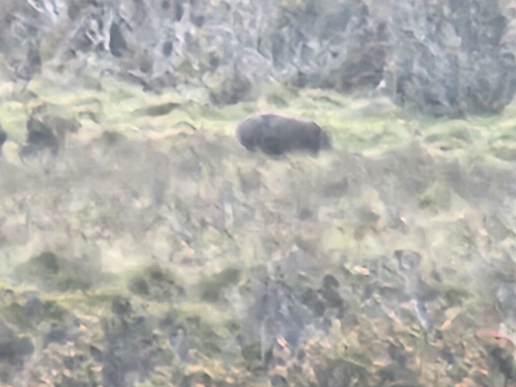 Tasmanian Wombat from Overland Track, Overland Track, Cradle Mountain ...