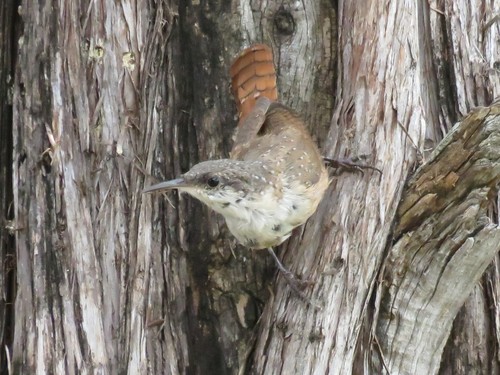 Canyon Wren