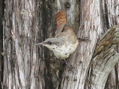 Canyon Wren photo 6