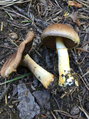 Agaricus semotus