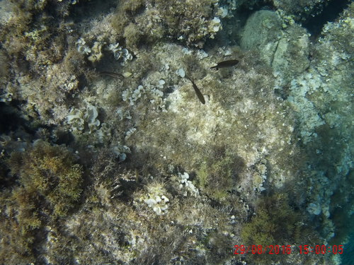 Chromis chromis