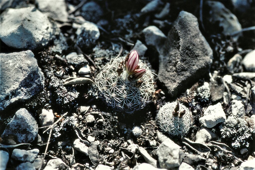 Turbinicarpus saueri nelissae from Bustamante, Tamps., México on March