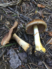 Agaricus semotus