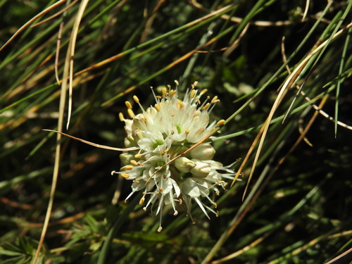 Image of Heather Garlic (Allium ericetorum) by (c) Yves Bas, some rights reserved (CC BY)