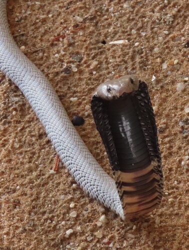 Western Barred Spitting Cobra