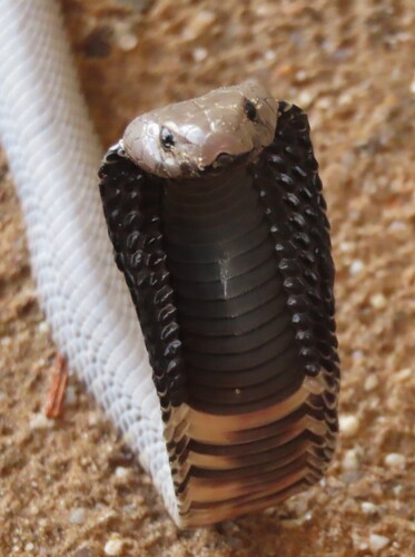 Western Barred Spitting Cobra