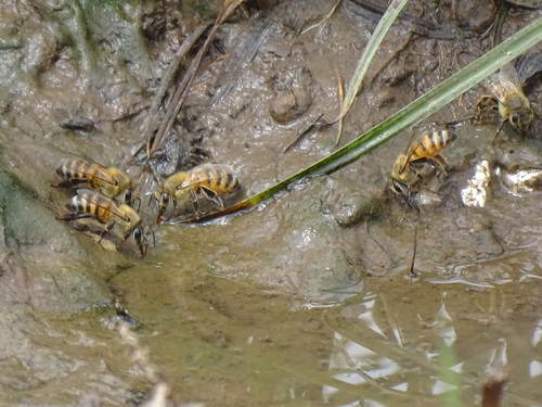 Western Honey Bee