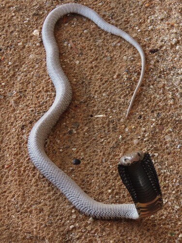 Western Barred Spitting Cobra