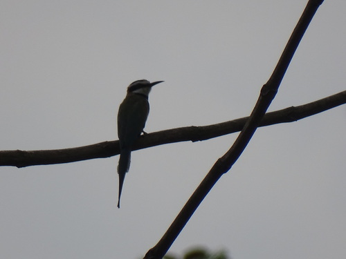 White-throated Bee-eater
