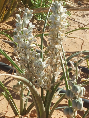 Albuca amoena