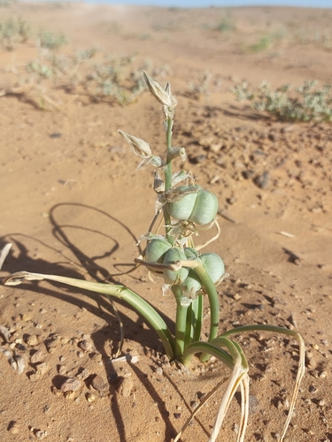 Albuca amoena
