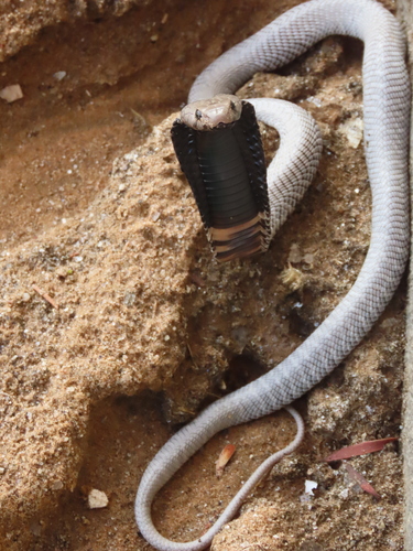 Western Barred Spitting Cobra