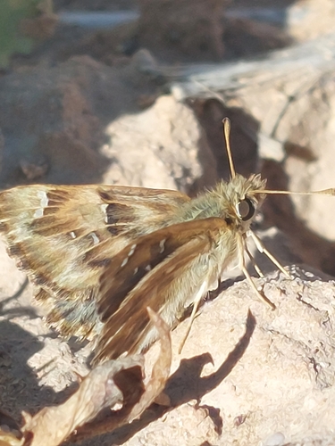 Carcharodus tripolina
